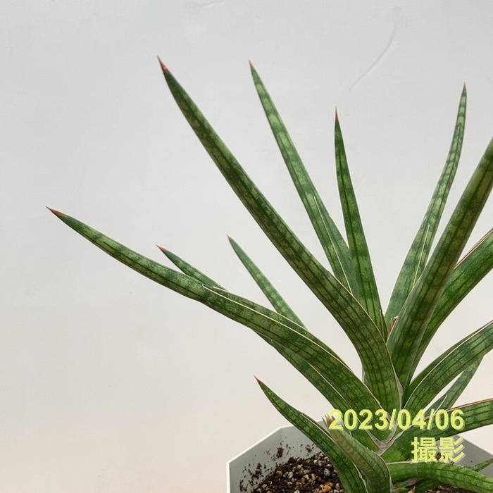 サンスベリア 5号 Ballyi Berrun プラスチック鉢仕様｜観葉02-D2