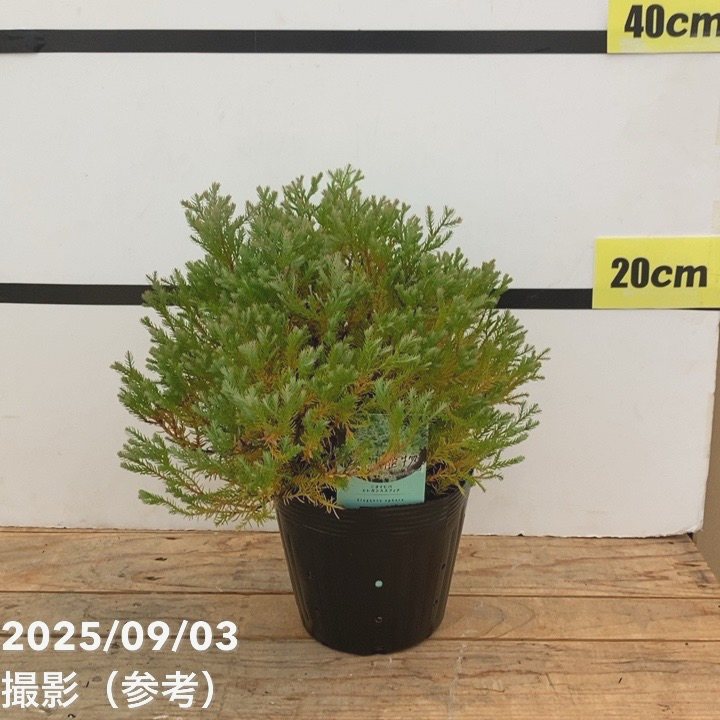 中型コニファー 濃い緑 丸型　庭木 楽天市場】エレガンテシマ4本セット 樹高80～100センチ