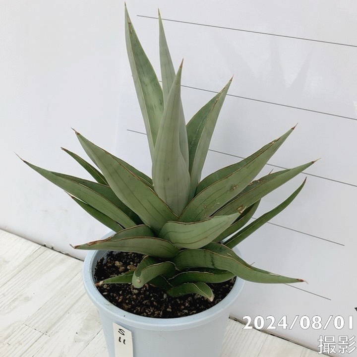 現品お届け】サンスベリア 4号 バイビット（S11）｜観葉02-D2 | 観葉