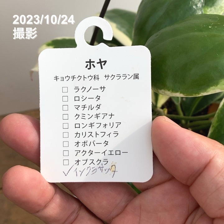 数量限定】ホヤ インクラサッタ 5号吊り鉢｜観葉10-TU | □キーワード