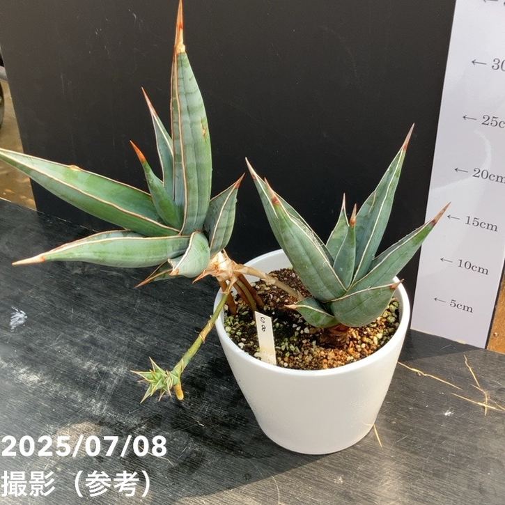 現品お届け】サンスベリア 5号 ピンギキュラ 充実株 白陶器鉢仕様（S8