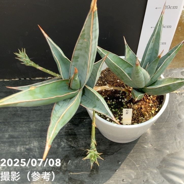 サンスベリア 大きめの観葉植物 白鉢 大きめのサンスベリア入荷しました🌱 高さ100センチ 価格
