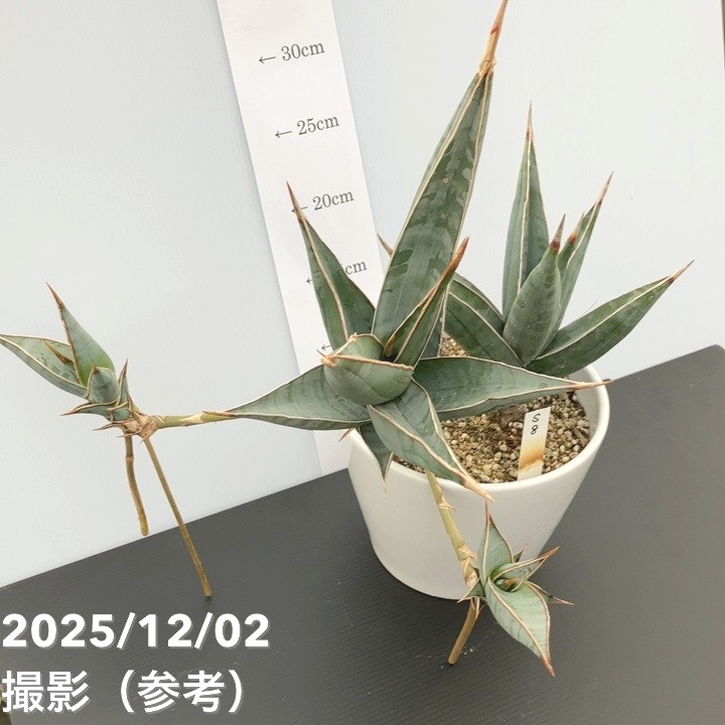 現品お届け】サンスベリア 5号 ピンギキュラ 充実株 白陶器鉢仕様（S8