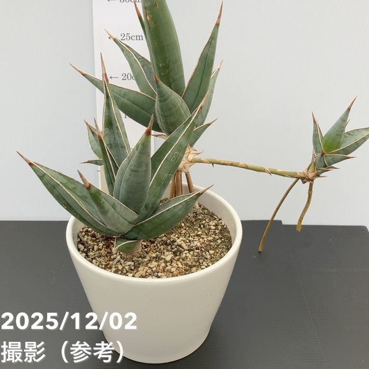 期間限定10％OFF！】【現品お届け】サンスベリア 5号 ピンギキュラ