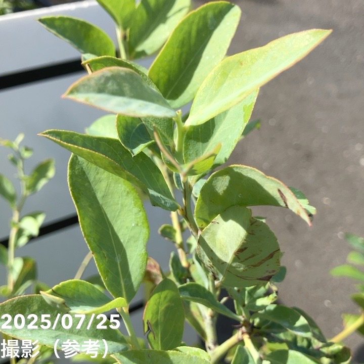 決算P5倍！10%OFF！8/2まで】【現品お届け】ブルーベリー大株 ラビット