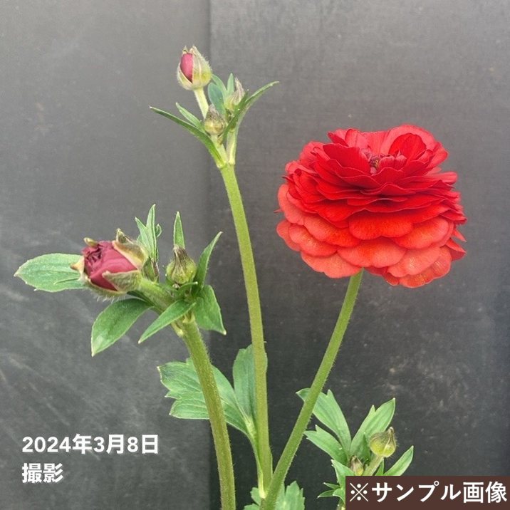 ラナンキュラスラックス ハデス 超巨大株 4年目 変わり咲 すばや キメラ