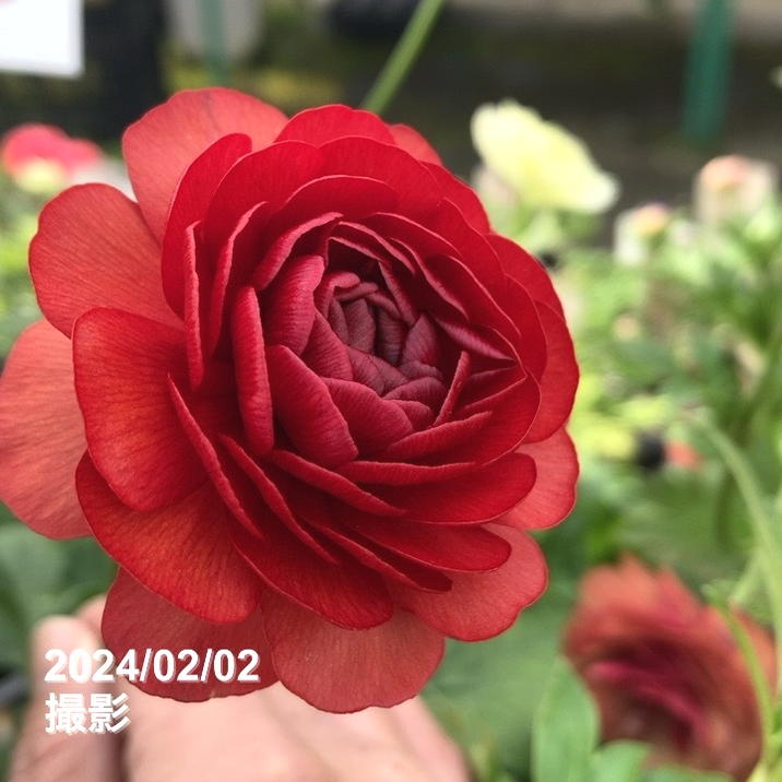 ラナンキュラス ラックスシリーズ 3.5～4号 ハデス｜草花04-PA | 草花