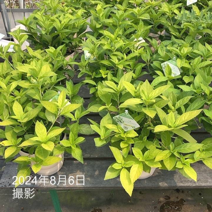 PW ラグランジア シャンデリーニ 6号｜花木04-PA | 花木・庭木