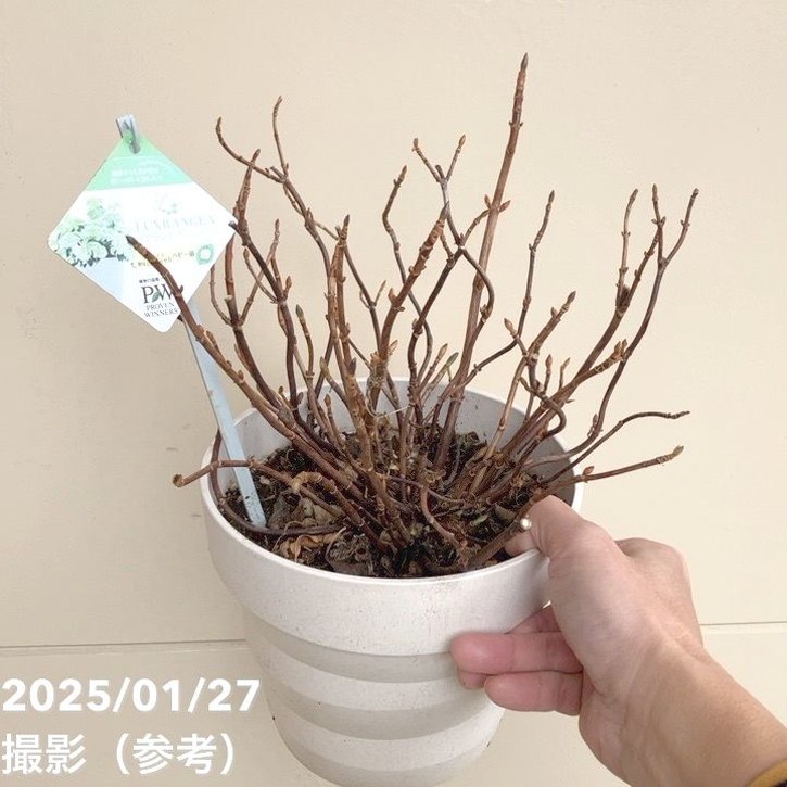 PW ラグランジア シャンデリーニ 6号｜花木04-PA | 花木・庭木