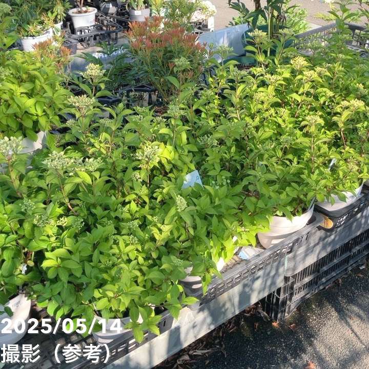 PW ラグランジア シャンデリーニ 6号｜花木04-PA | 花木・庭木