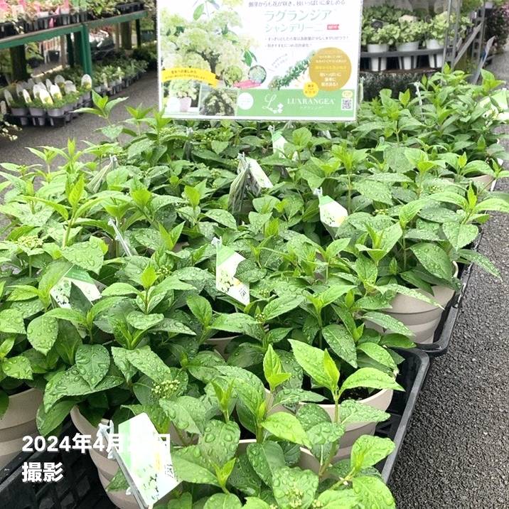 送料無料]ラグランジア（アジサイ）：シャンデリーニ8号鉢植え