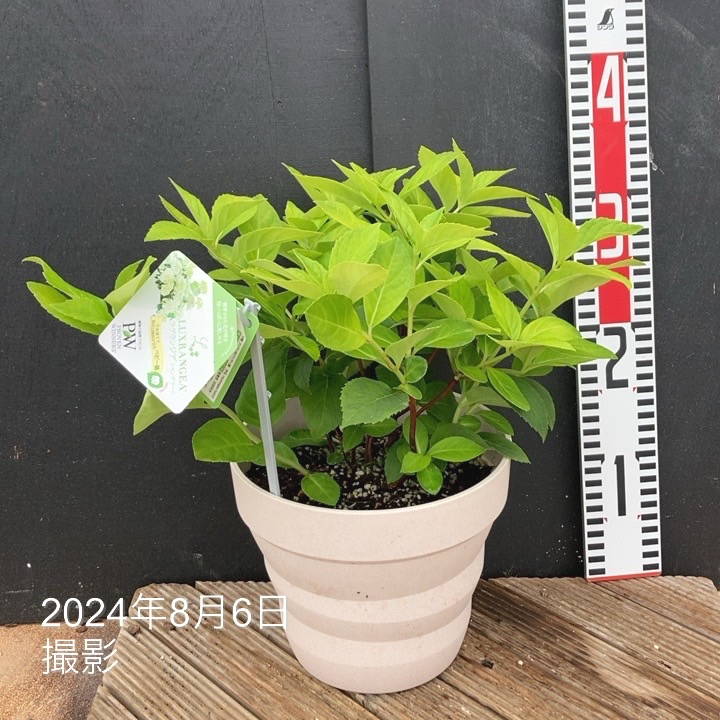 PW ラグランジア シャンデリーニ 6号｜花木04-PA | 花木・庭木