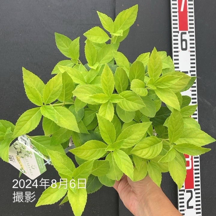 PW ラグランジア シャンデリーニ 6号｜花木04-PA | 花木・庭木