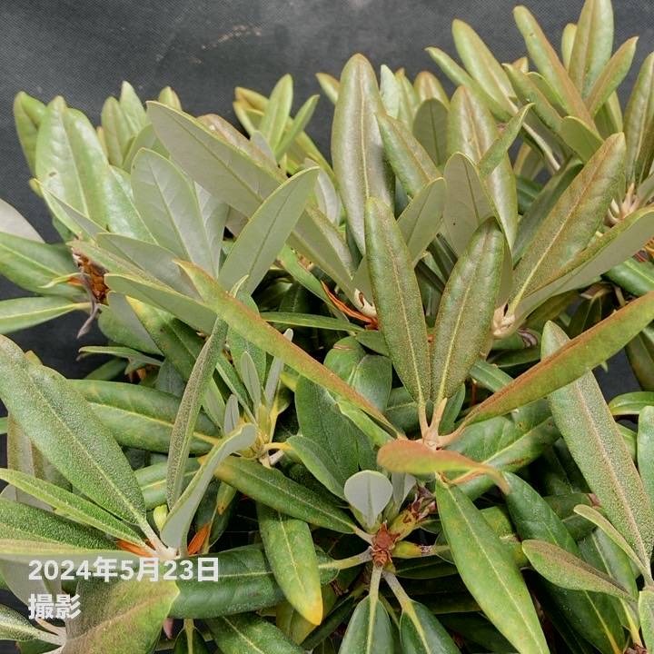 園木華堂牡丹 日本シャクナゲ 7号 御岳牡丹｜花木03-D3 | 花木・庭木