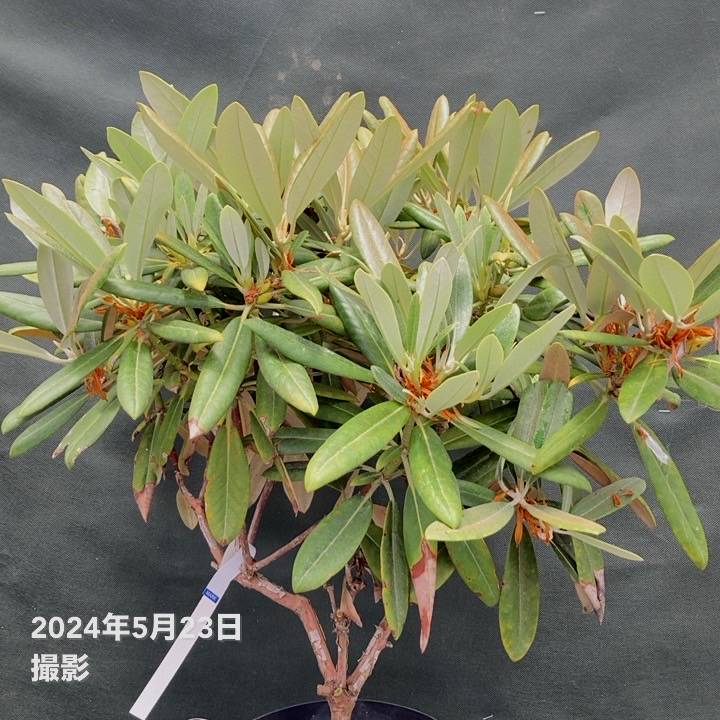 日本シャクナゲ 7号 御岳牡丹｜花木03-D3 | 花木・庭木,シャクナゲ