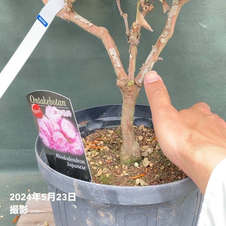 園木華堂牡丹 日本シャクナゲ 7号 御岳牡丹｜花木03-D3 | 花木・庭木