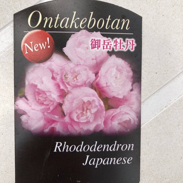 日本シャクナゲ 7号 御岳牡丹｜花木03-D3 | 花木・庭木,シャクナゲ