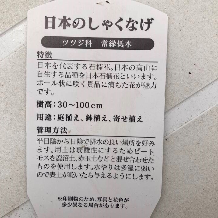 日本シャクナゲ 7号 御岳牡丹｜花木03-D3 | 花木・庭木,シャクナゲ