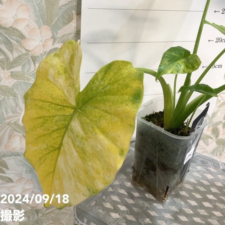 現品お届け】アロカシア オーレアバリエガータ グリーンベルベット