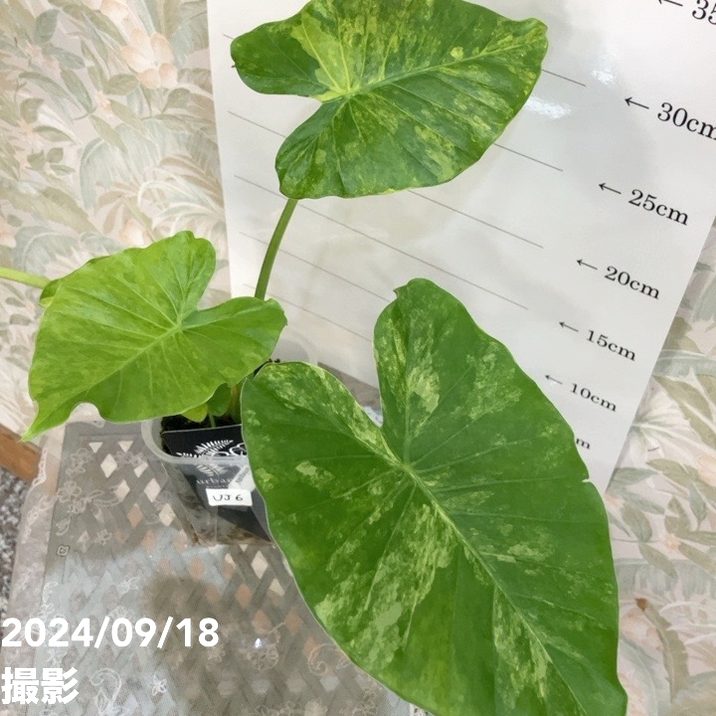 現品お届け】アロカシア オーレアバリエガータ グリーンベルベット