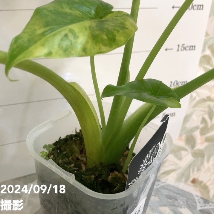 現品お届け】アロカシア オーレアバリエガータ グリーンベルベット