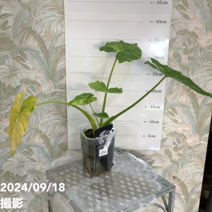 現品お届け】アロカシア オーレアバリエガータ グリーンベルベット