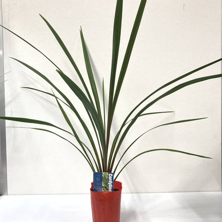 まとめ買い！】コルジリネ 3.5号 オーストラリス ペコ 20鉢セット