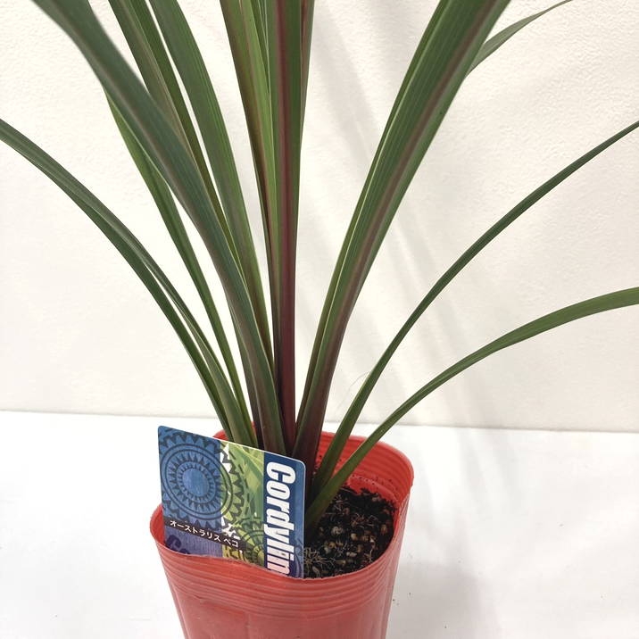 コルジリネセット まとめ買い！】コルジリネ 3.5号 オーストラリス ペコ 20鉢セット