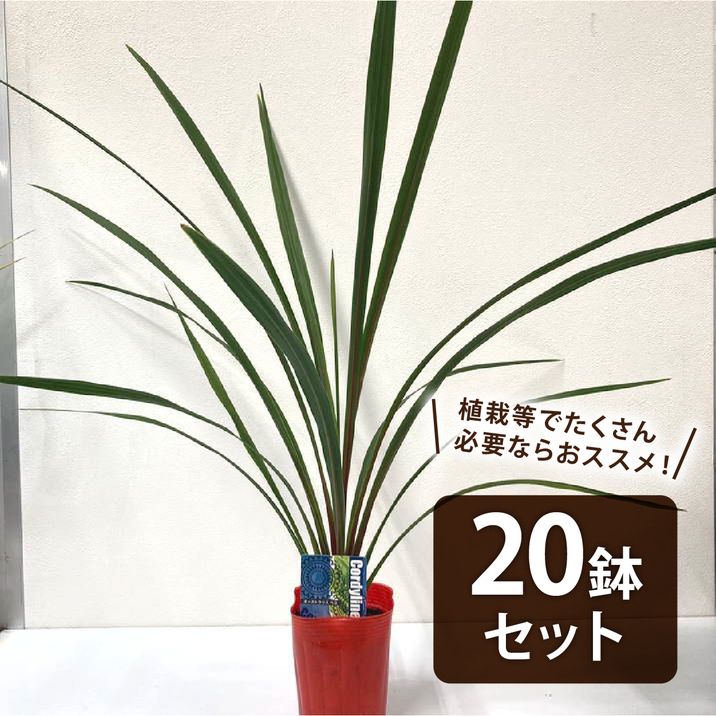 まとめ買い！】コルジリネ 3.5号 オーストラリス ペコ 20鉢セット