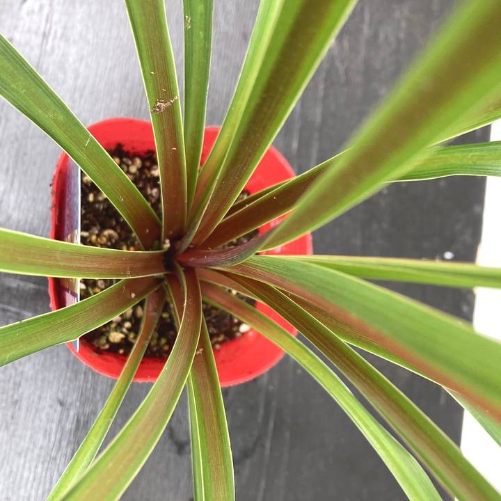 まとめ買い！】コルジリネ 3.5号 オーストラリス ペコ 20鉢セット