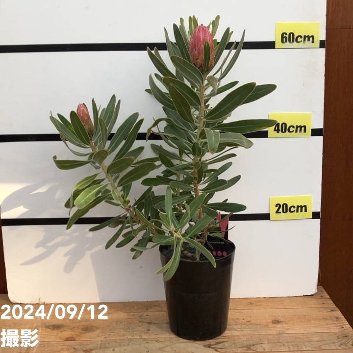 プロテア スペシャルピンクアイス 2個セット プロテア スペシャルピンクアイス（2花付き）6号｜花木04-PA