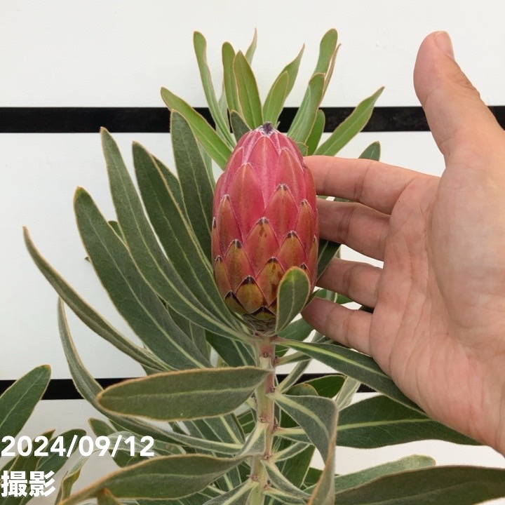 プロテア スペシャルピンクアイス（2花付き）6号｜花木04-PA | 花木