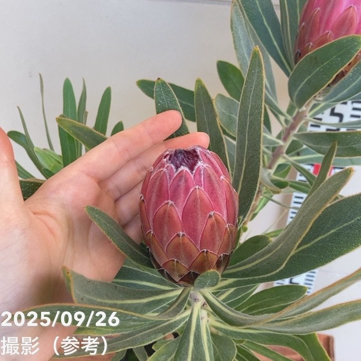 プロテア スペシャルピンクアイス 2個セット プロテア スペシャルピンクアイス（2花付き）6号｜花木04-PA | 花木