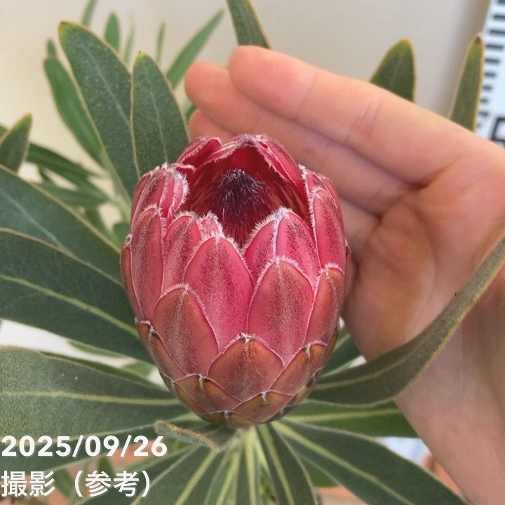 プロテア スペシャルピンクアイス 2個セット プロテア スペシャルピンクアイス（2花付き）6号｜花木04-PA