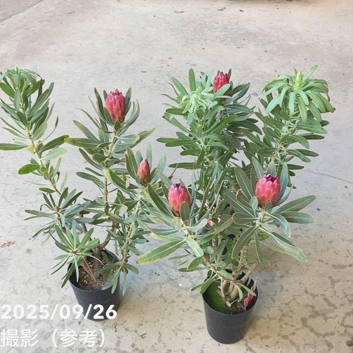 プロテア スペシャルピンクアイス 2個セット プロテア スペシャルピンクアイス（2花付き）6号｜花木04-PA