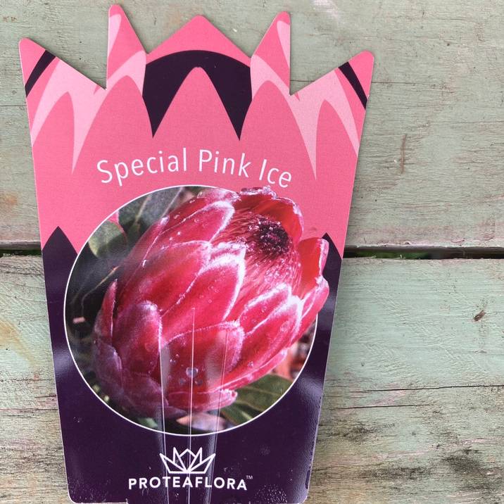 プロテア スペシャルピンクアイス（2花付き）6号｜花木04-PA