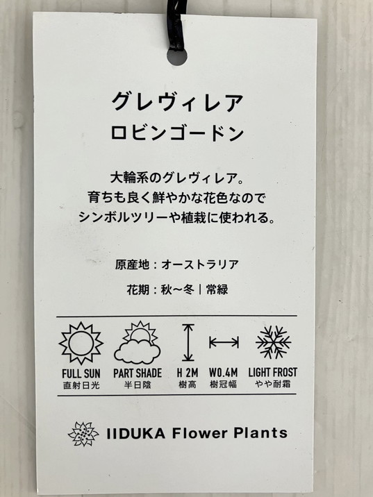 現品お届け】グレビレア ロビンゴードン 8号大株（2）｜花木10-TU