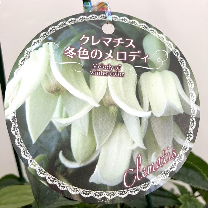 限定2鉢】クレマチス（冬咲き）アンスンエンシス 10号ツリー仕立て
