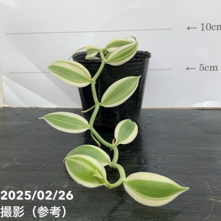 現品お届け】斑入りバニラ 3号（2）｜観葉10-TU | 観葉・多肉 | 赤塚
