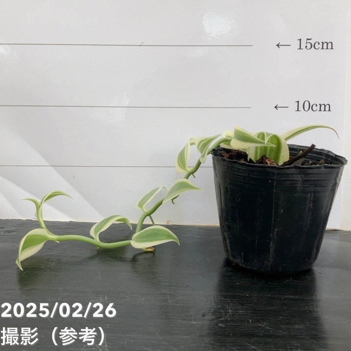 現品お届け】斑入りバニラ 3号（2）｜観葉10-TU | 観葉・多肉 | 赤塚
