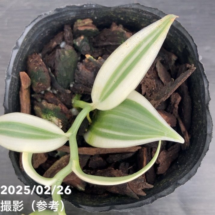 カ*ズ様 斑入り　バニラ　苗　観葉植物 現品お届け】斑入りバニラ 3号（4）｜観葉10-TU | 観葉・多肉 | 赤塚