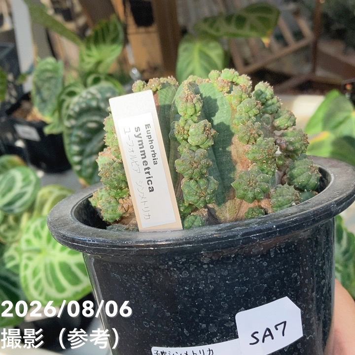 【オス株】ユーフォルビア シンメトリカ 現品お届け】ユーフォルビア シンメトリカ Euphorbia Symmetrica 4.5号
