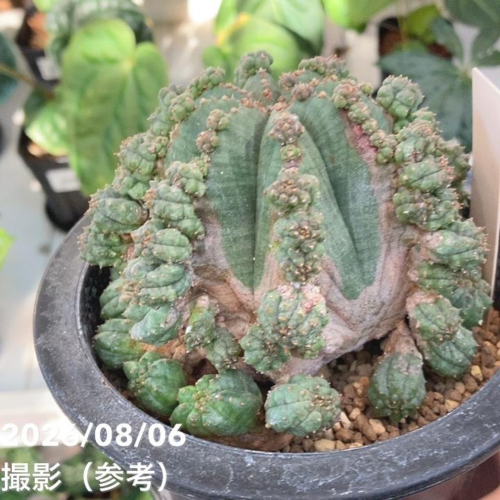現品お届け】ユーフォルビア シンメトリカ Euphorbia Symmetrica 4.5号