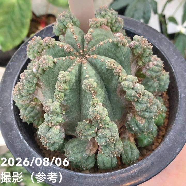 【オス株】ユーフォルビア シンメトリカ 現品お届け】ユーフォルビア シンメトリカ Euphorbia Symmetrica 4.5号