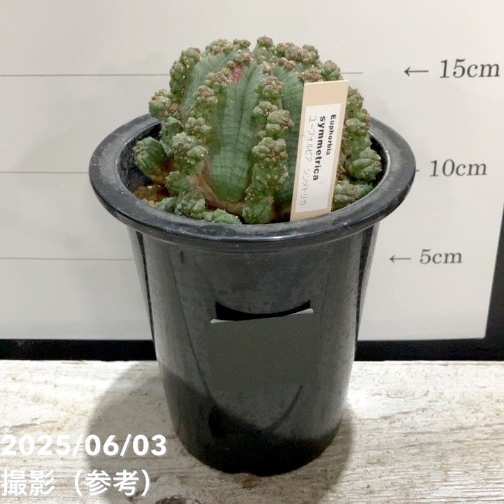 上品コーデはコレで安心！ 現品お届け】ユーフォルビア シンメトリカ Euphorbia Symmetrica その他多肉植物