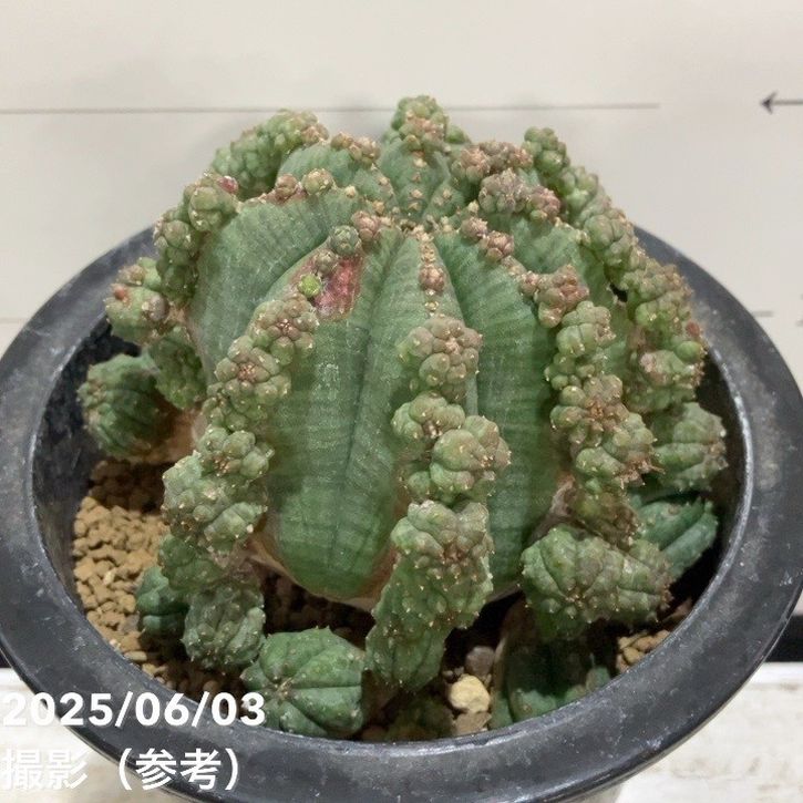 現品お届け】ユーフォルビア シンメトリカ Euphorbia Symmetrica