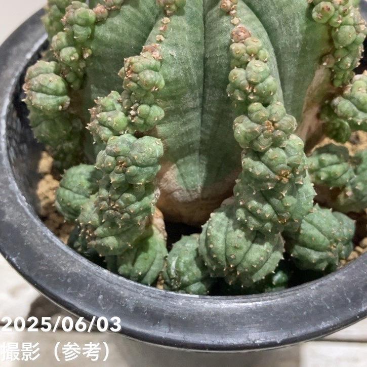 現品お届け】ユーフォルビア シンメトリカ Euphorbia Symmetrica