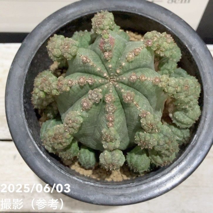 多肉植物：ユーフォルビア シンメトリカ*幅7cm 現品！一品限り