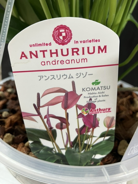 アンスリウム アンドレアナム ジゾー 6号 透明プラ吊り鉢｜観葉04-PA