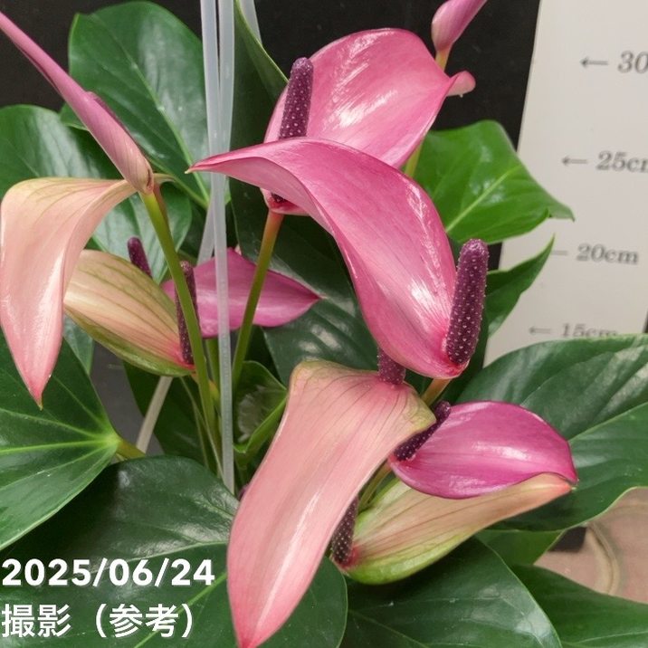 アンスリウム アンドレアナム ジゾー 6号 透明プラ吊り鉢｜観葉04-PA